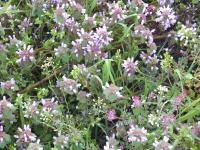 Wilde Fruhlingsblumen im Wingert